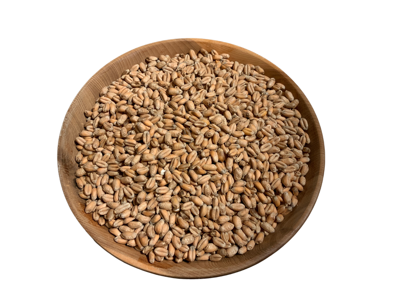 NZ Wheat Grain